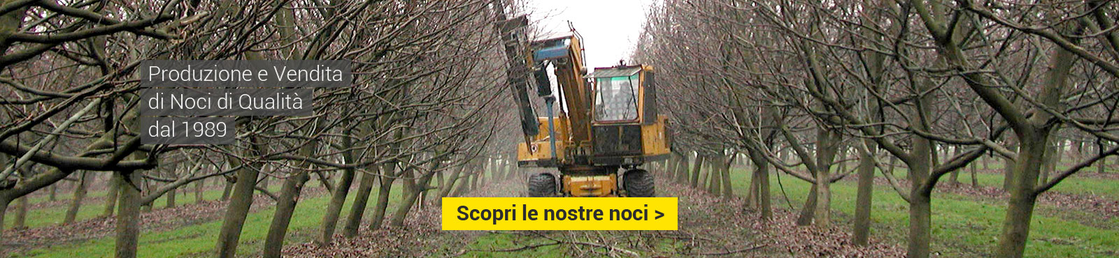 Produzione e vendita di noci di qualità